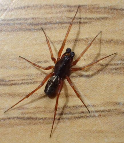 Neriene clathrata